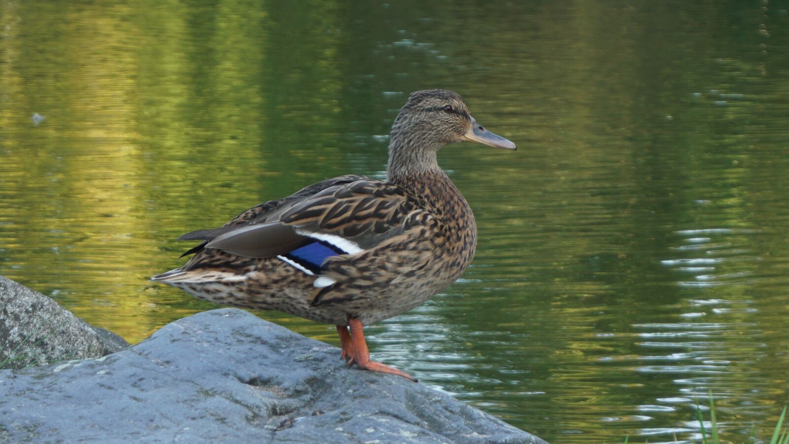 Sony a6000 sample photo. Duck, lake, water photography