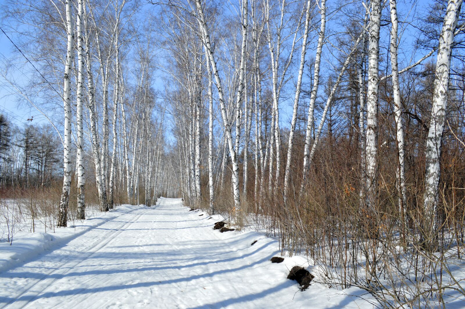 Nikon D3200 sample photo. Nature, birch, landscape photography