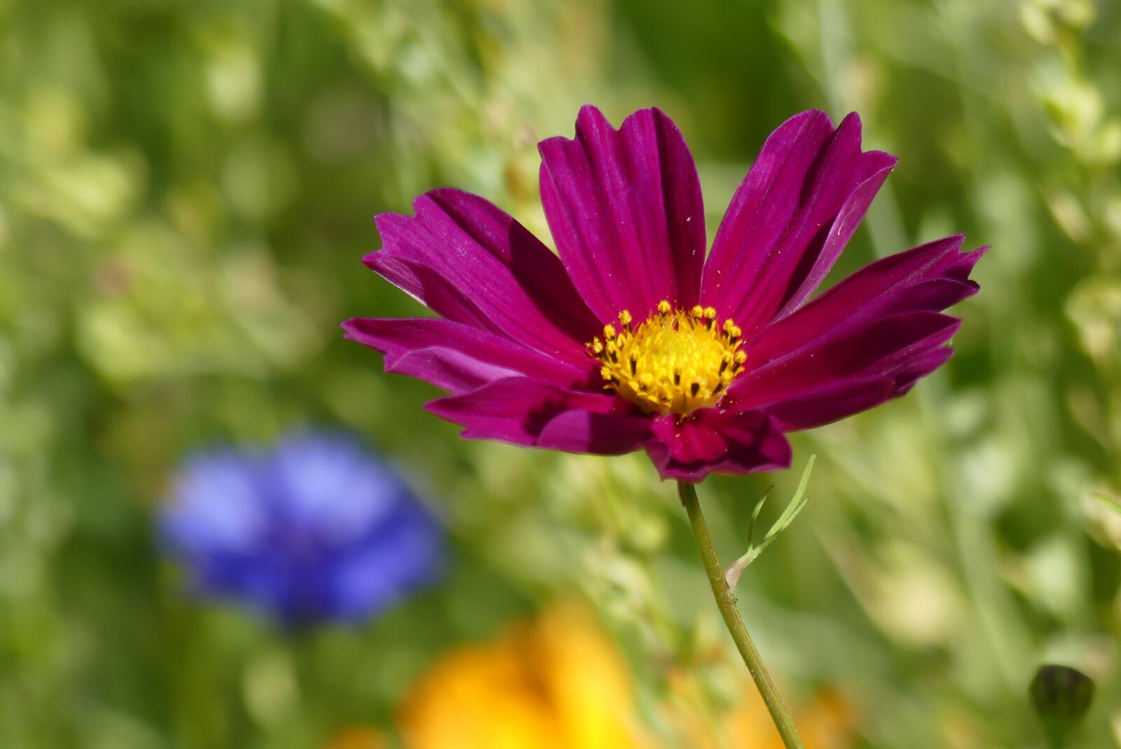 Panasonic Lumix DMC-FZ300 sample photo. Flowers, flower meadow, nature photography