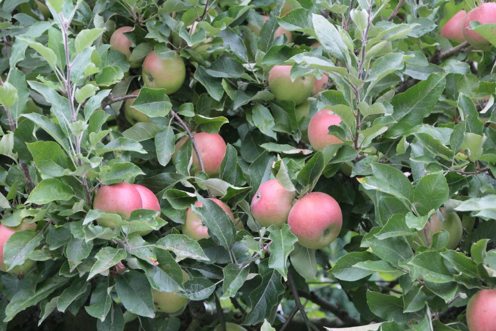 Canon EOS 600D (Rebel EOS T3i / EOS Kiss X5) sample photo. Apples, apple, fruit photography
