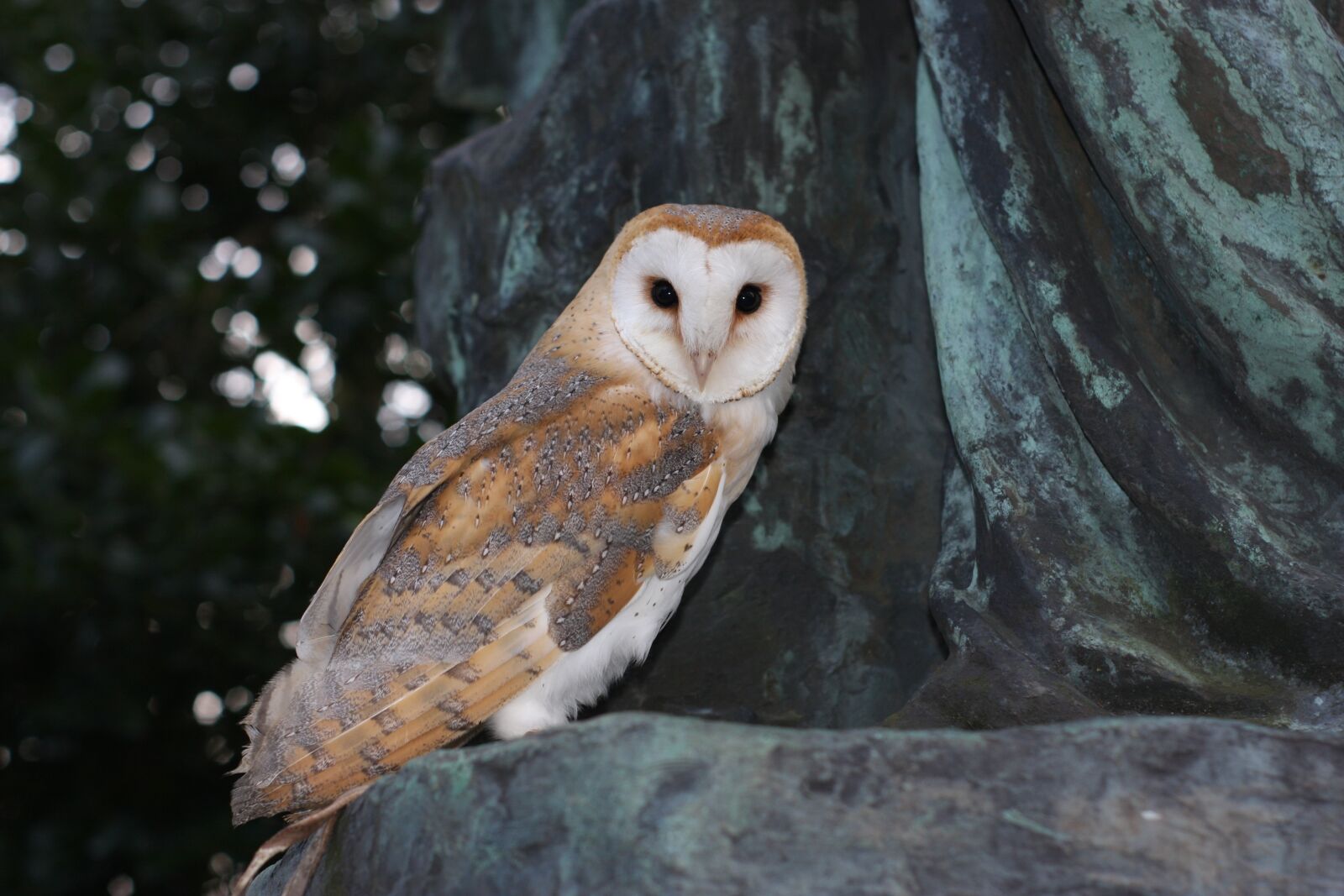 Canon EOS 40D sample photo. Barn owl, owl, wildlife photography