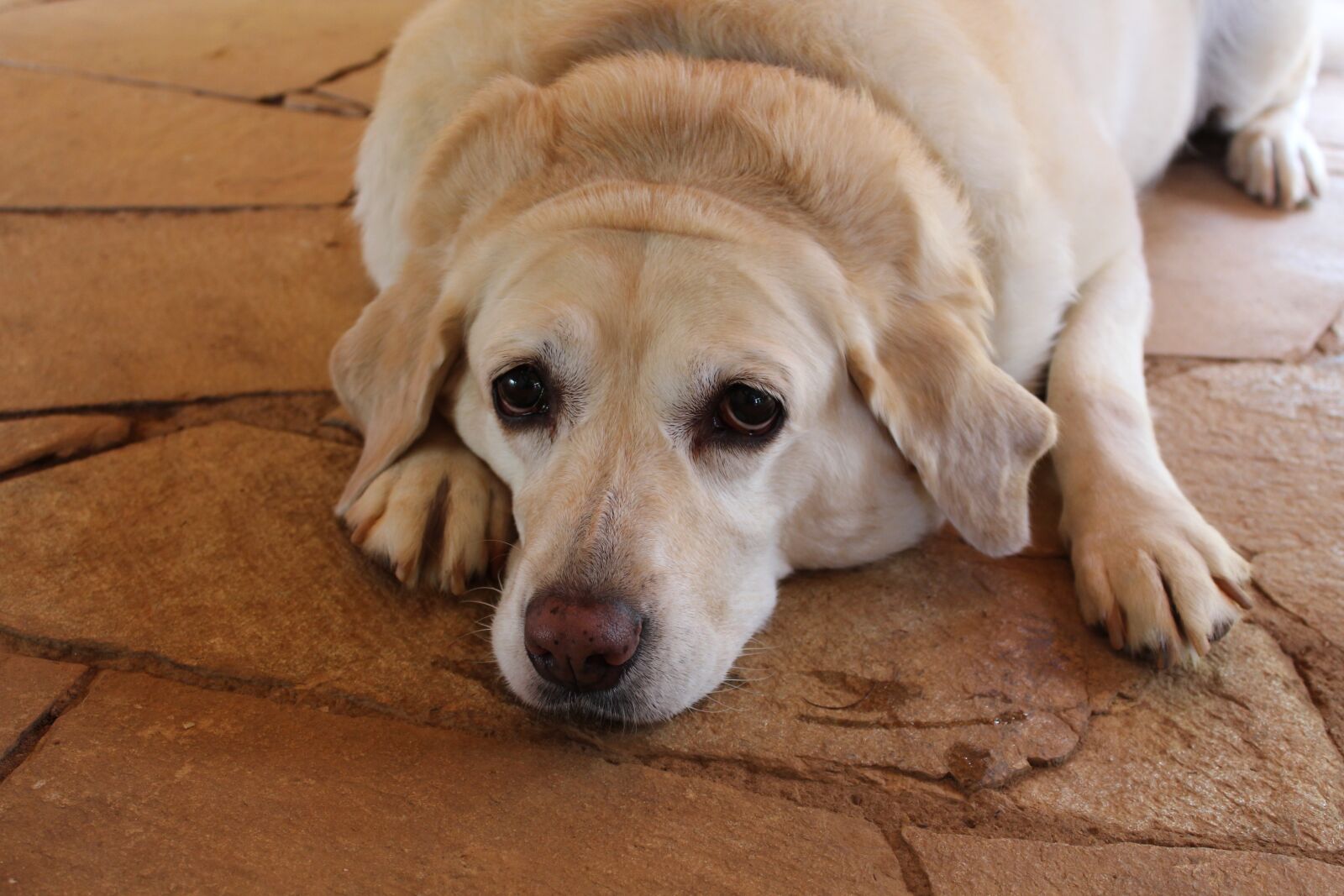 Canon EOS 1300D (EOS Rebel T6 / EOS Kiss X80) sample photo. Dog, animal, tired photography