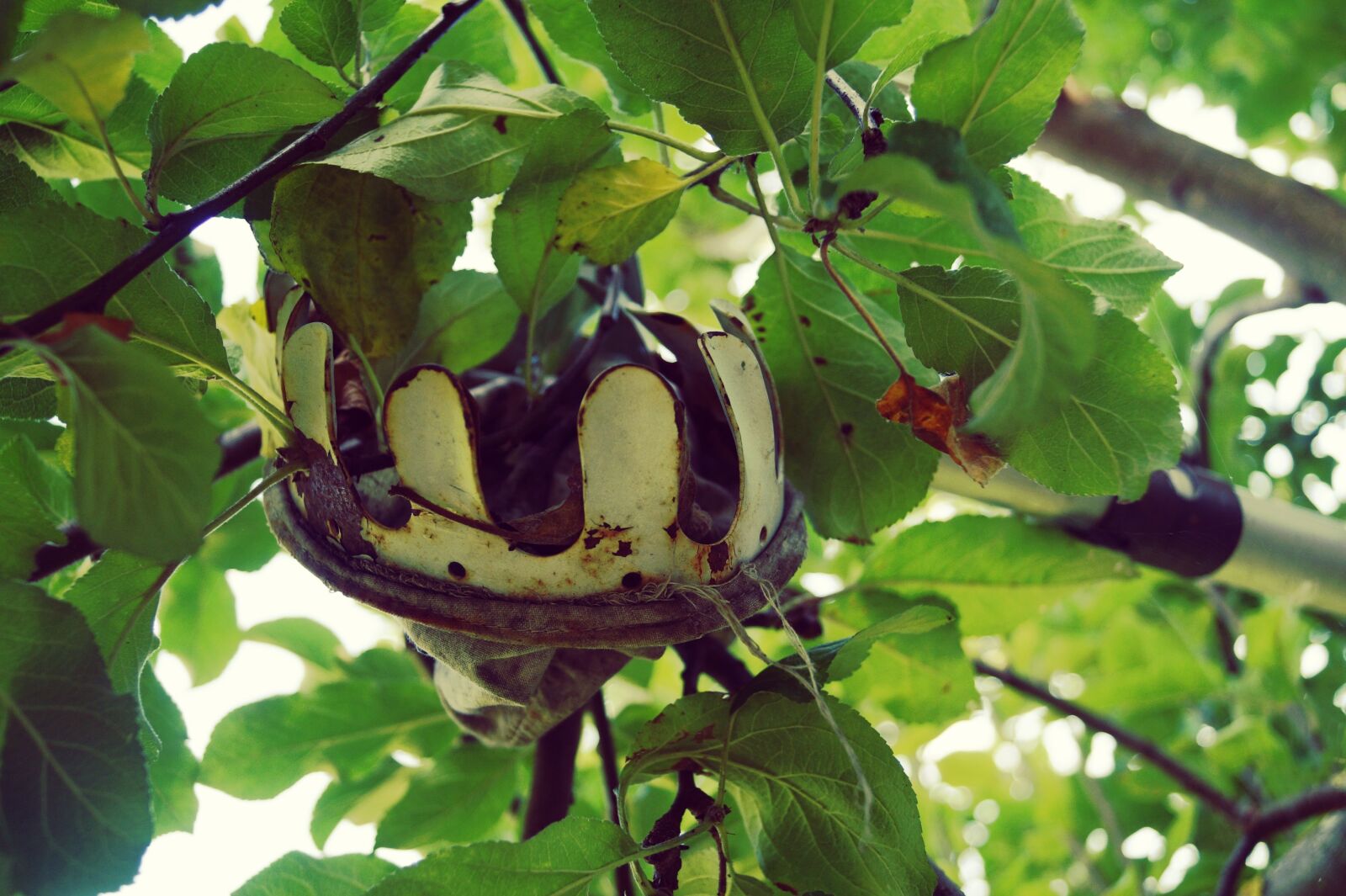 Sony SLT-A58 sample photo. When, fruit, harvest photography