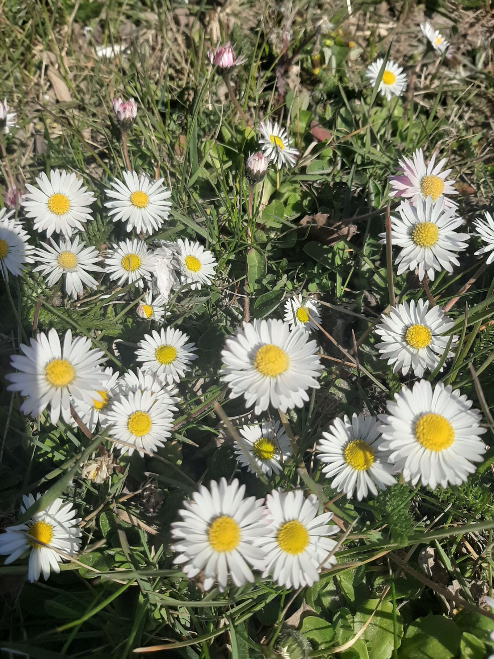 Samsung Galaxy A50 sample photo. Daisies, spacer, flowers photography