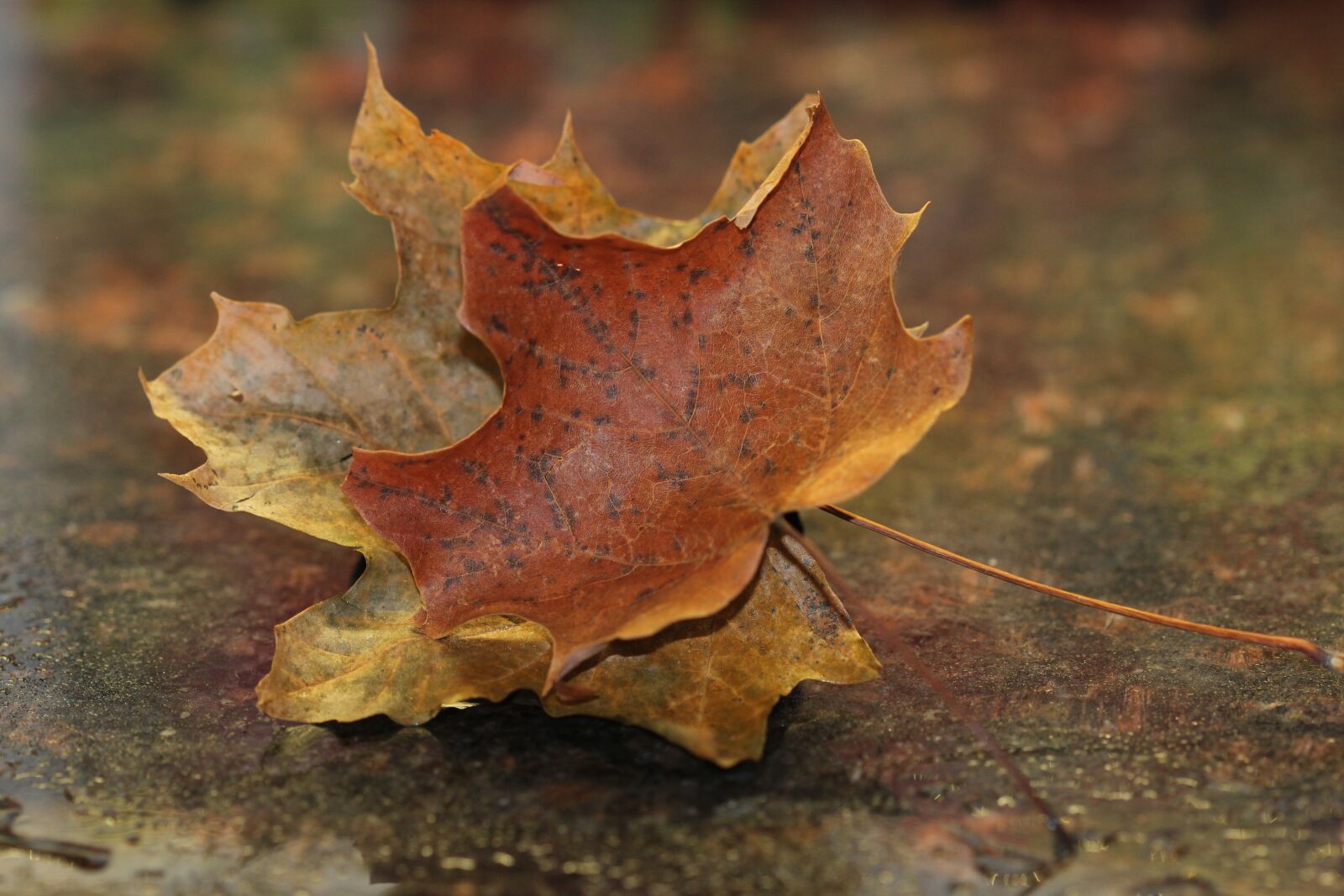 Canon EOS 600D (Rebel EOS T3i / EOS Kiss X5) + Canon EF 100mm F2.8 Macro USM sample photo. Maple leaves, fall, autumn photography