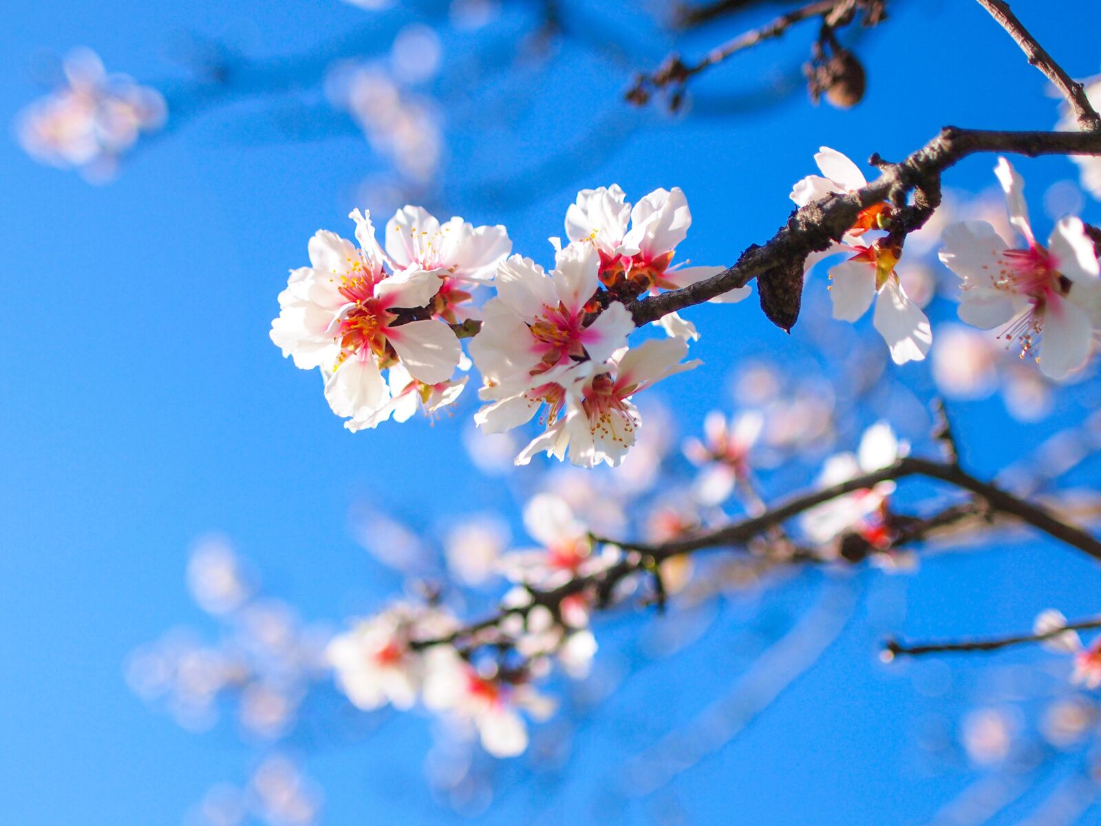 SIGMA 24mm F1.8 sample photo. Spring, blossom, bloom photography