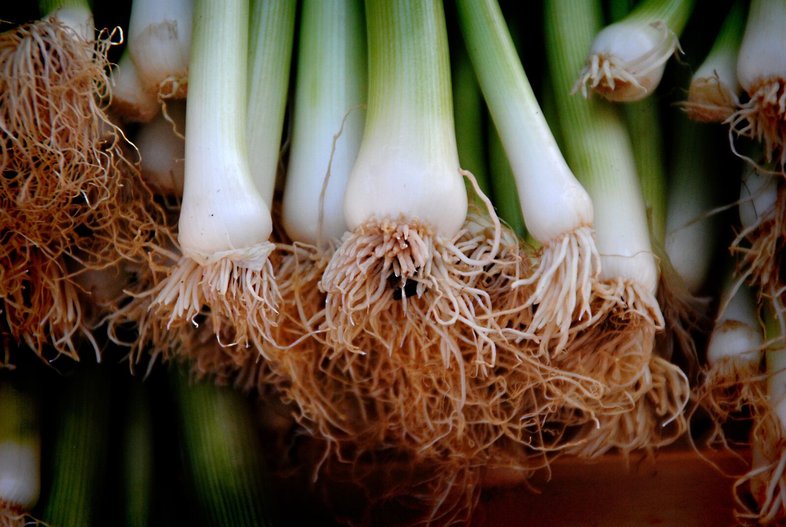 Nikon D3000 sample photo. Onions, leek, vegetables photography