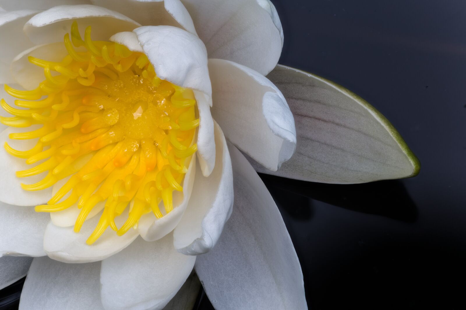Canon EOS 6D sample photo. White water lily, rose photography
