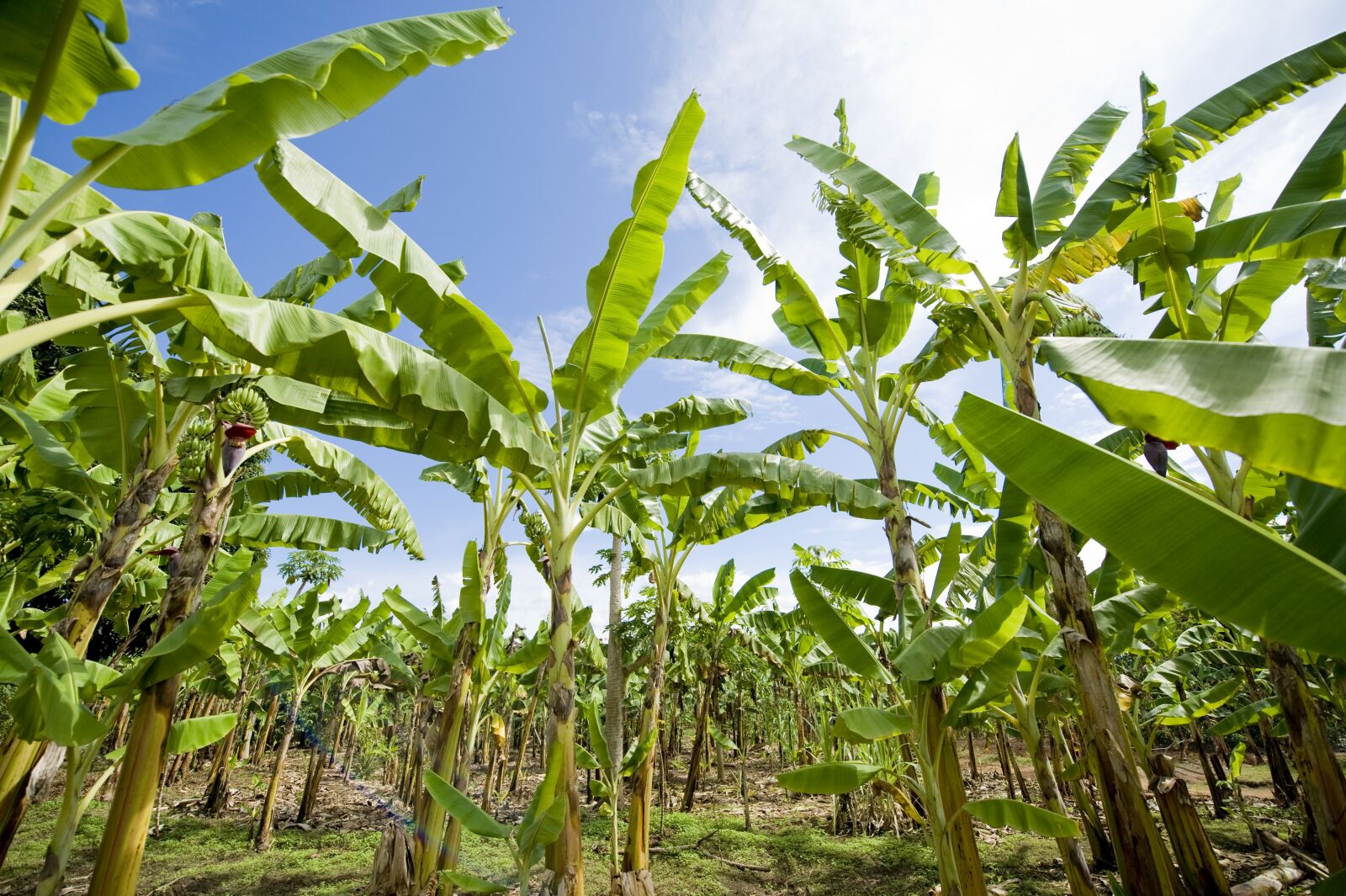 Nikon D3 sample photo. Banana plantation, africa, agriculture photography