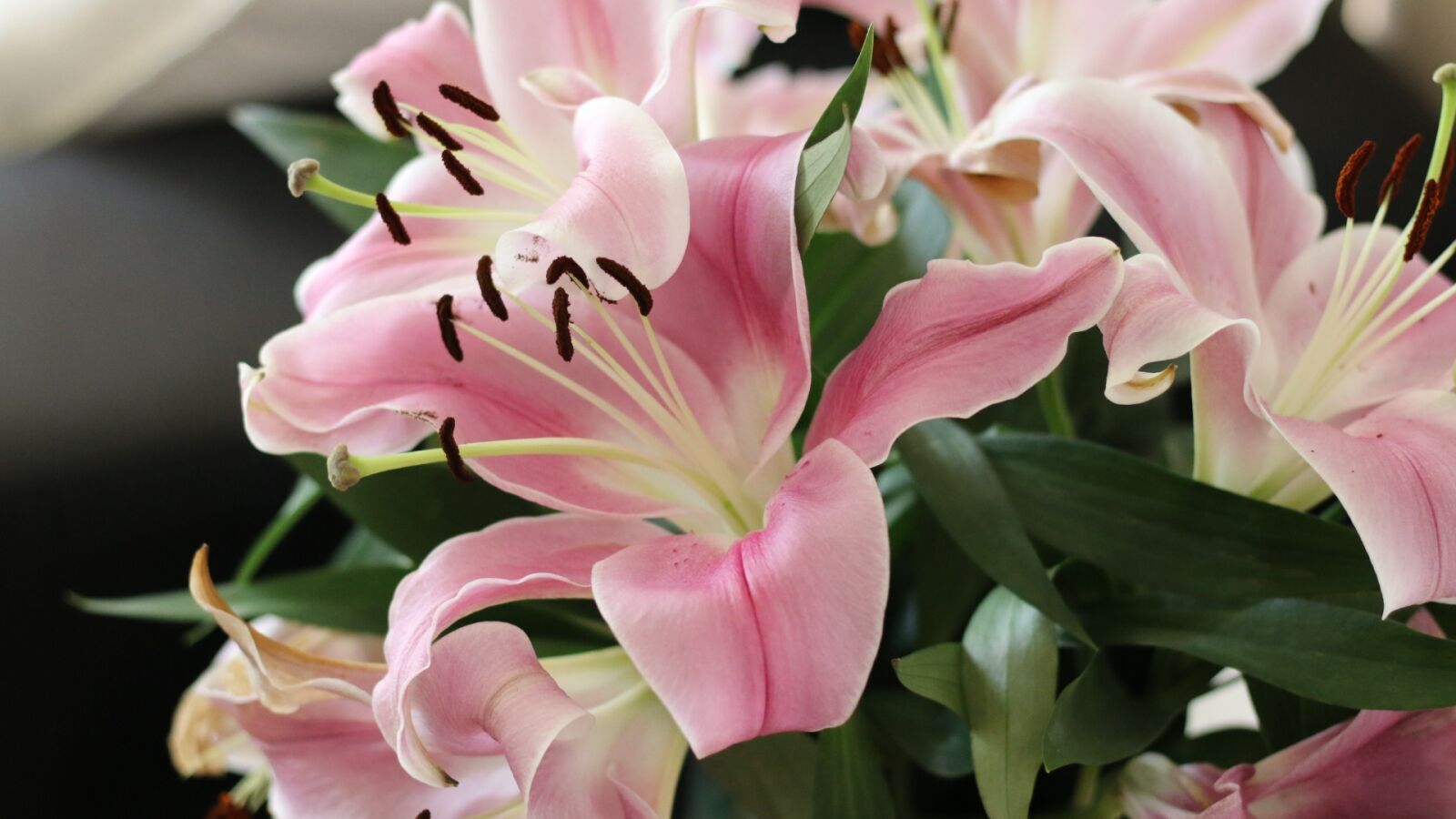 Canon EOS 70D + Canon EF 50mm F1.8 STM sample photo. Flowers, lilly, lillies photography