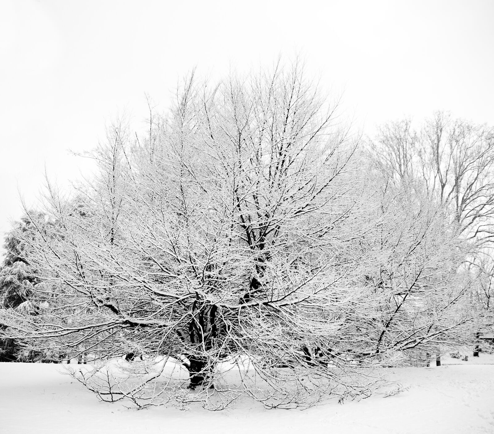 Nikon D80 sample photo. Snow, tree, italy photography