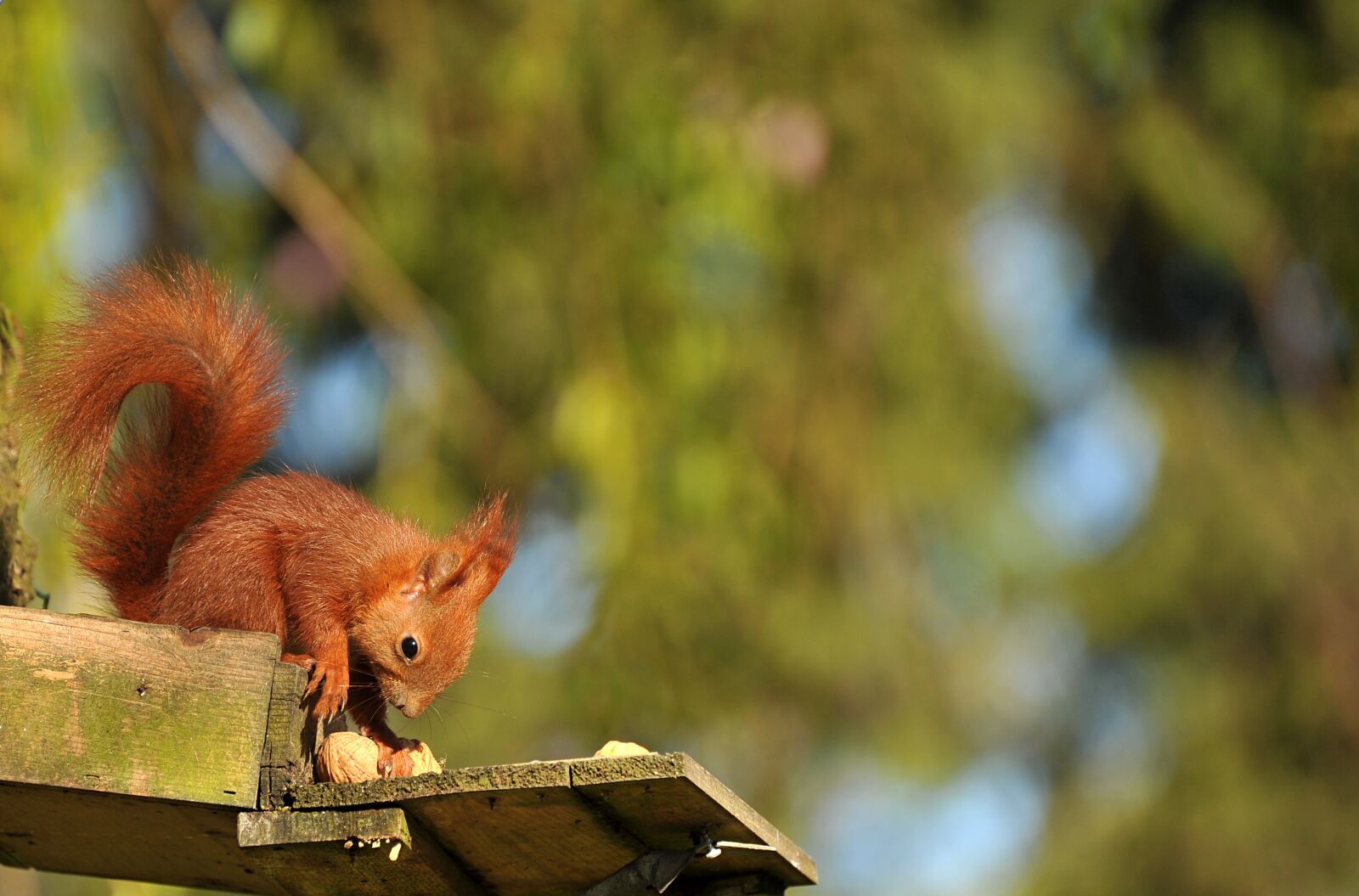 Nikon D3S sample photo. Squirrel, animal, young animal photography