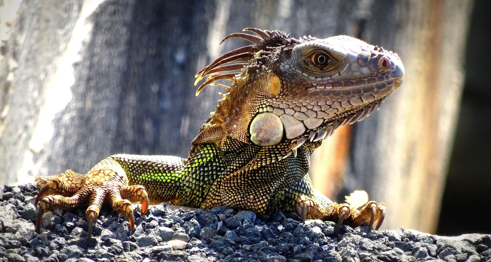 Sony Cyber-shot DSC-WX350 sample photo. Iguana, florida, lizard photography