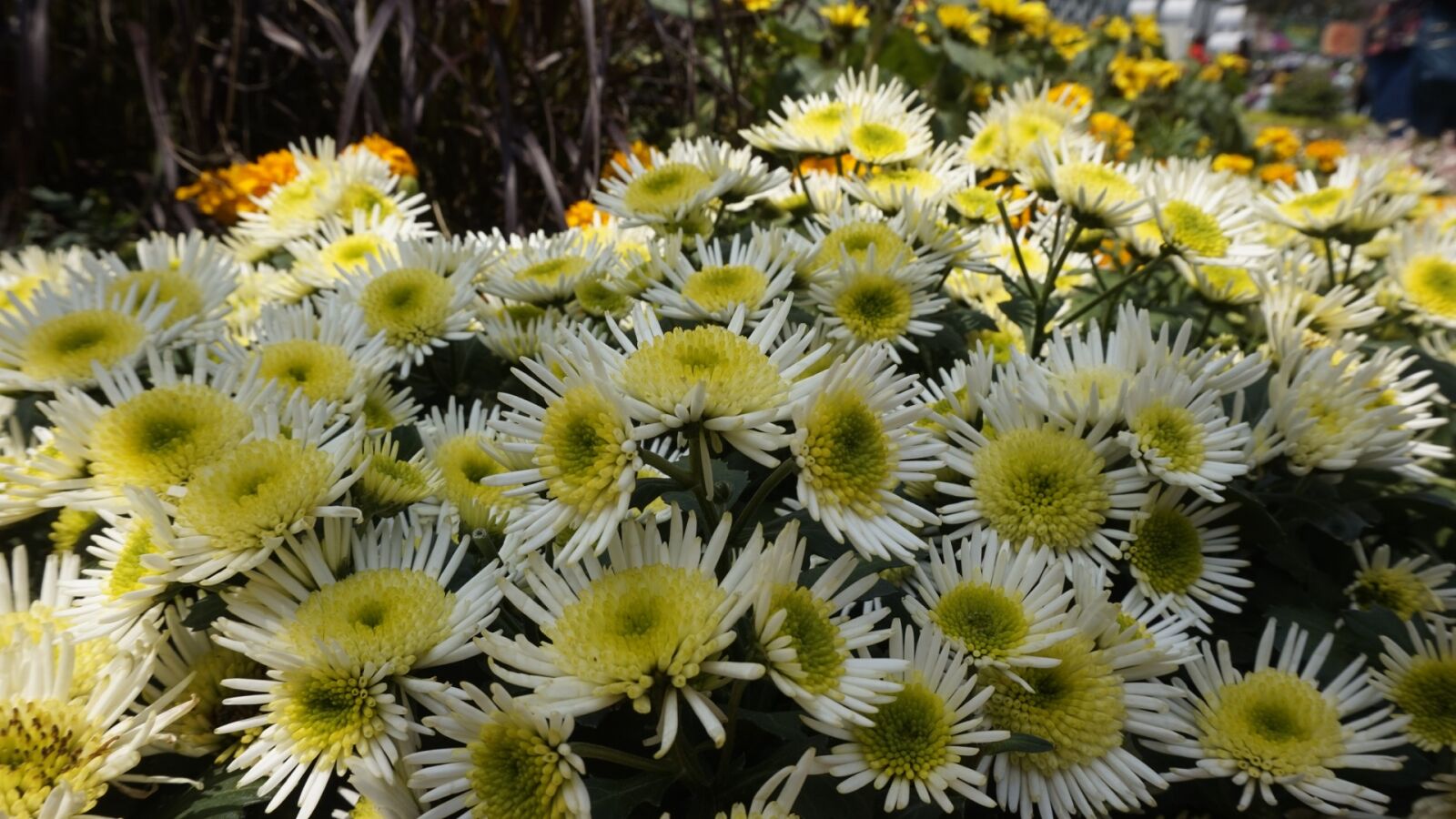 Sony Alpha a5000 (ILCE 5000) sample photo. Flower, nature, flora photography