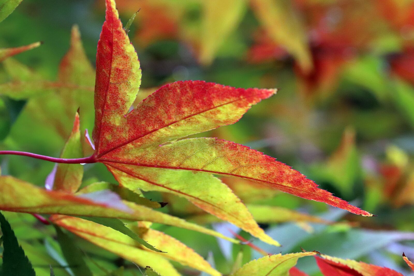 Canon EOS 800D (EOS Rebel T7i / EOS Kiss X9i) sample photo. Autumn leaves, maple, autumn photography