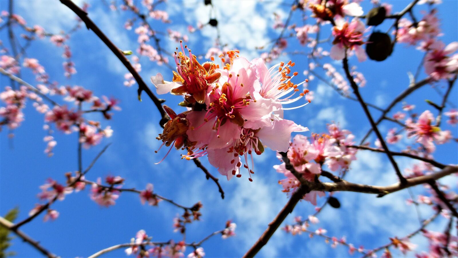 Panasonic Lumix DMC-ZS25 (Lumix DMC-TZ35) sample photo. Nature, branch, tree photography