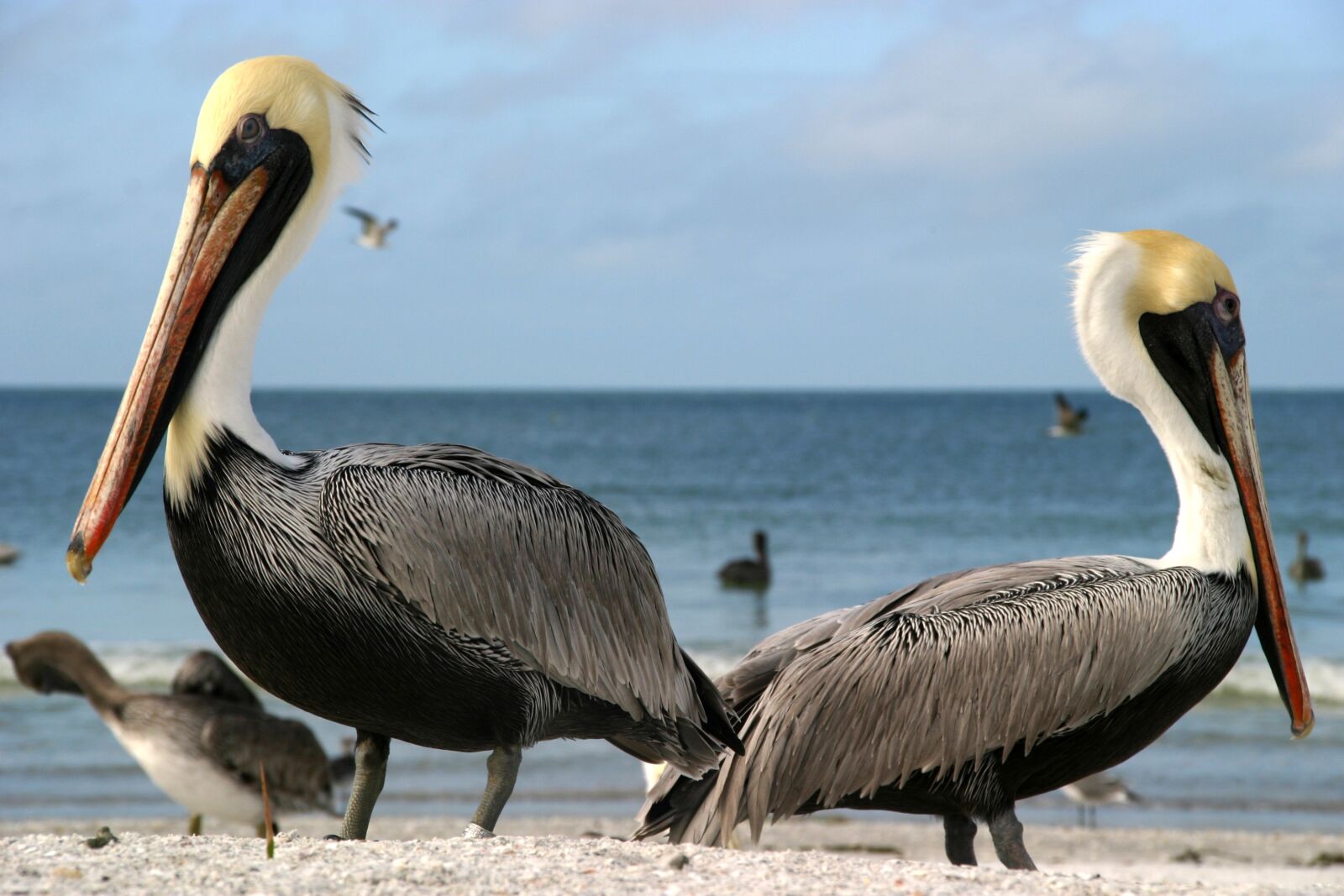 Canon EOS 10D sample photo. Pelicans, sea, outlook photography