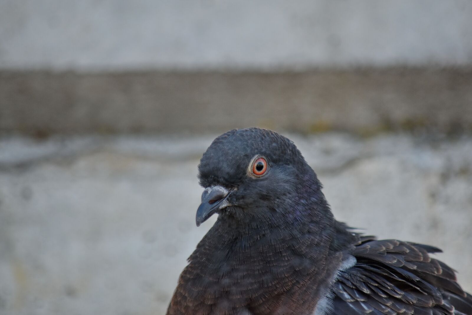 Nikon D5500 sample photo. Eye, head, looking, pigeon photography