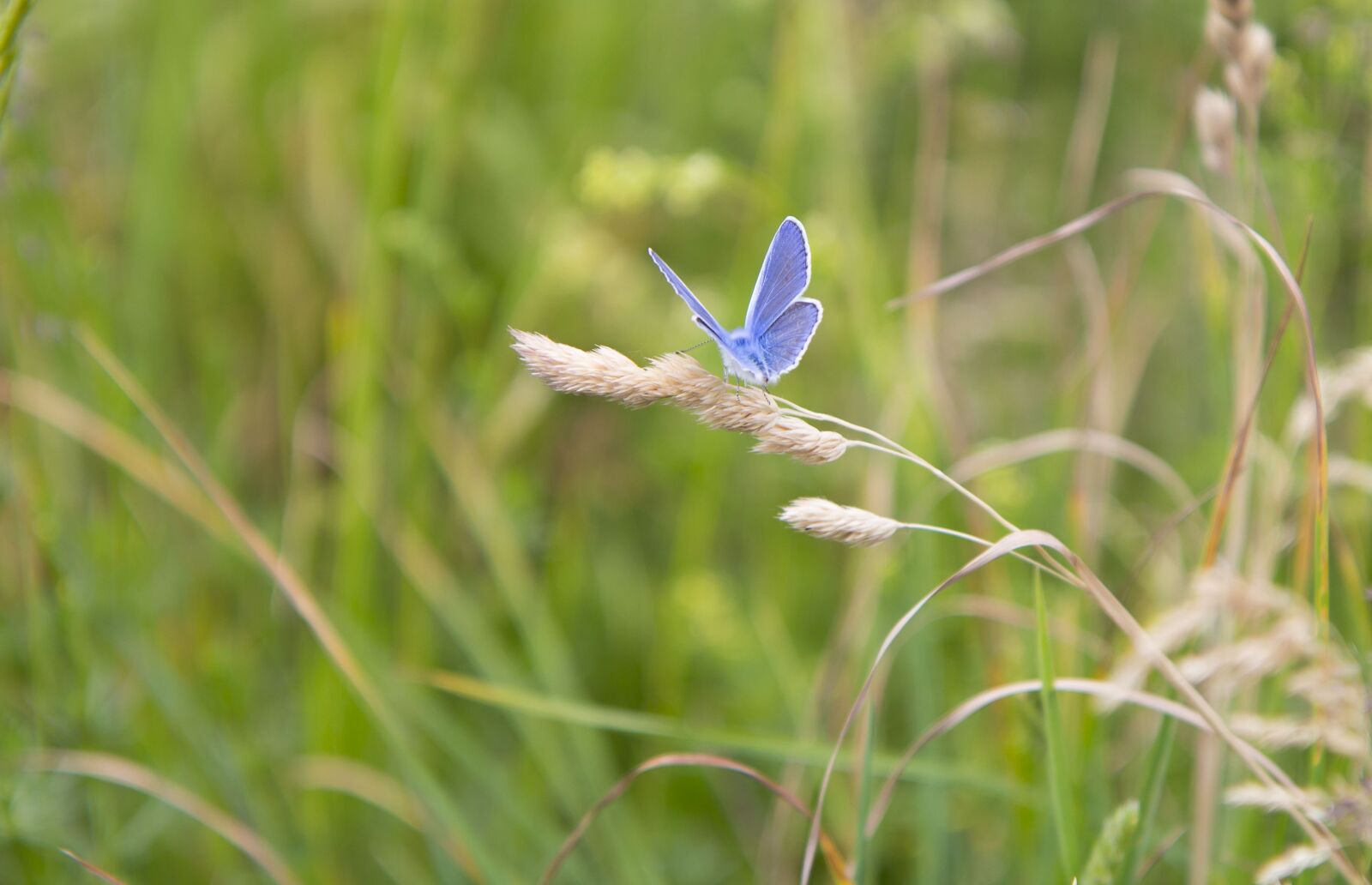 Canon EOS 700D (EOS Rebel T5i / EOS Kiss X7i) sample photo. Butterfly, meadow meadow, grass photography