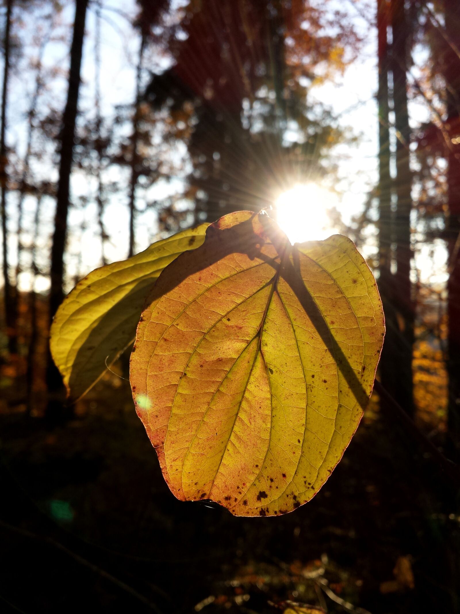 Samsung Galaxy S4 sample photo. Forest, nature, autumn photography