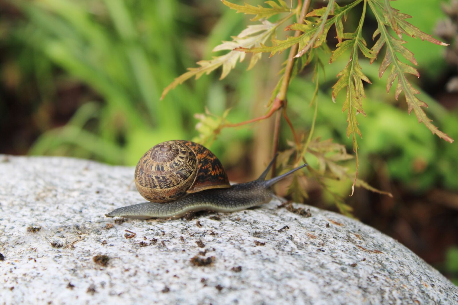 Canon EOS 2000D (EOS Rebel T7 / EOS Kiss X90 / EOS 1500D) sample photo. Spotted snail, snail, crawl photography