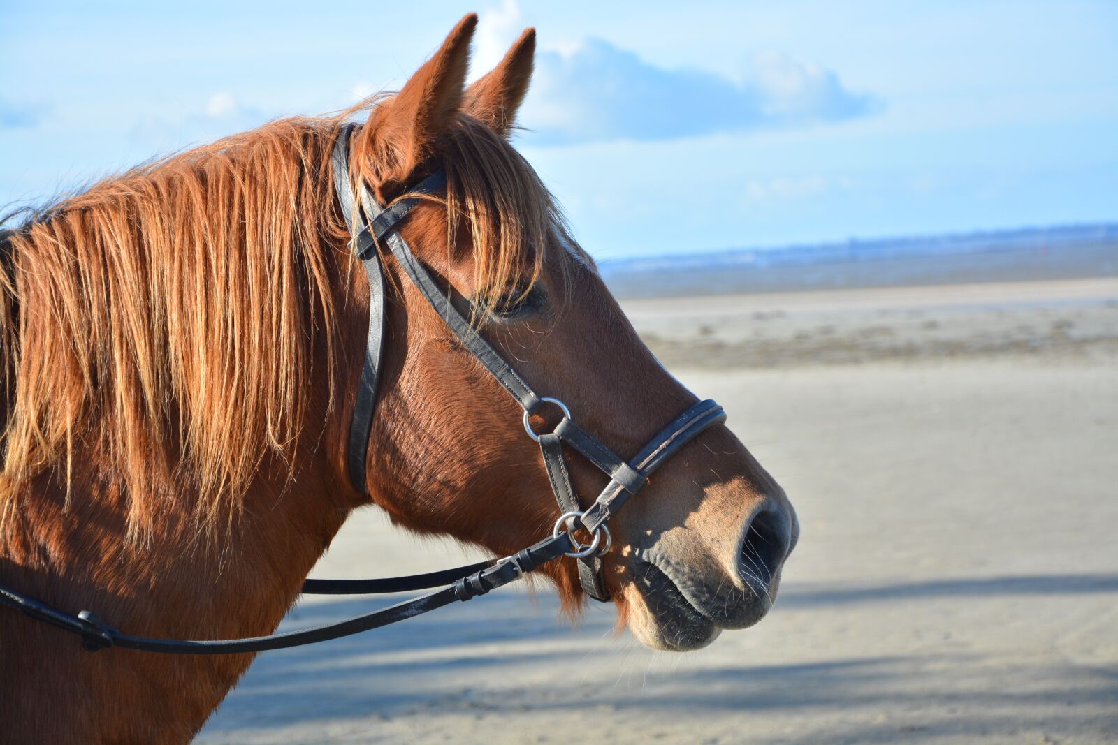 Nikon D5200 sample photo. Horse, profile head horse photography