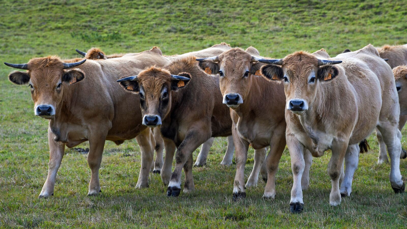 Nikon D500 sample photo. Cow, aubrac, pre photography