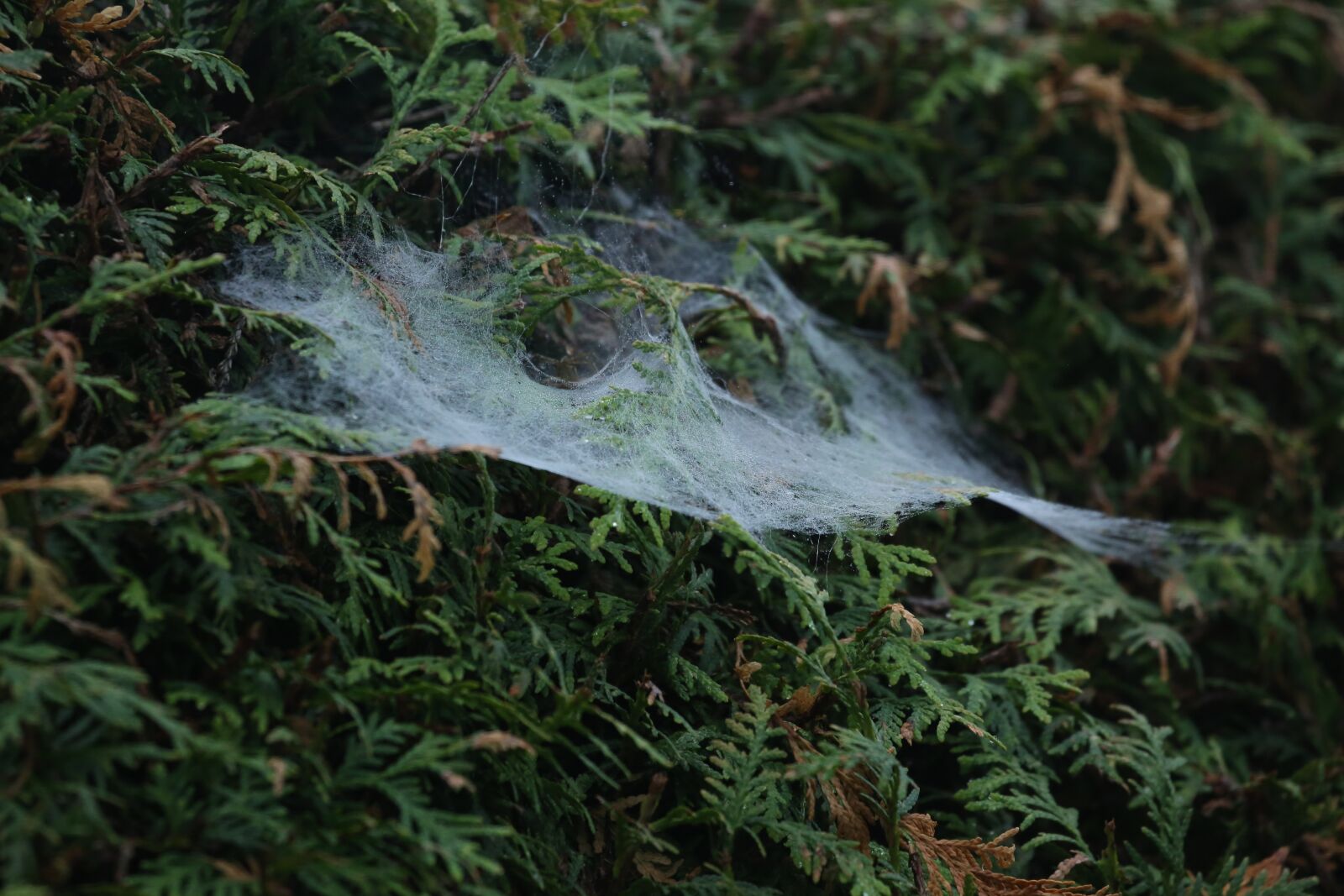 Canon EF 100-400mm F4.5-5.6L IS USM sample photo. Cobweb, nature, web photography