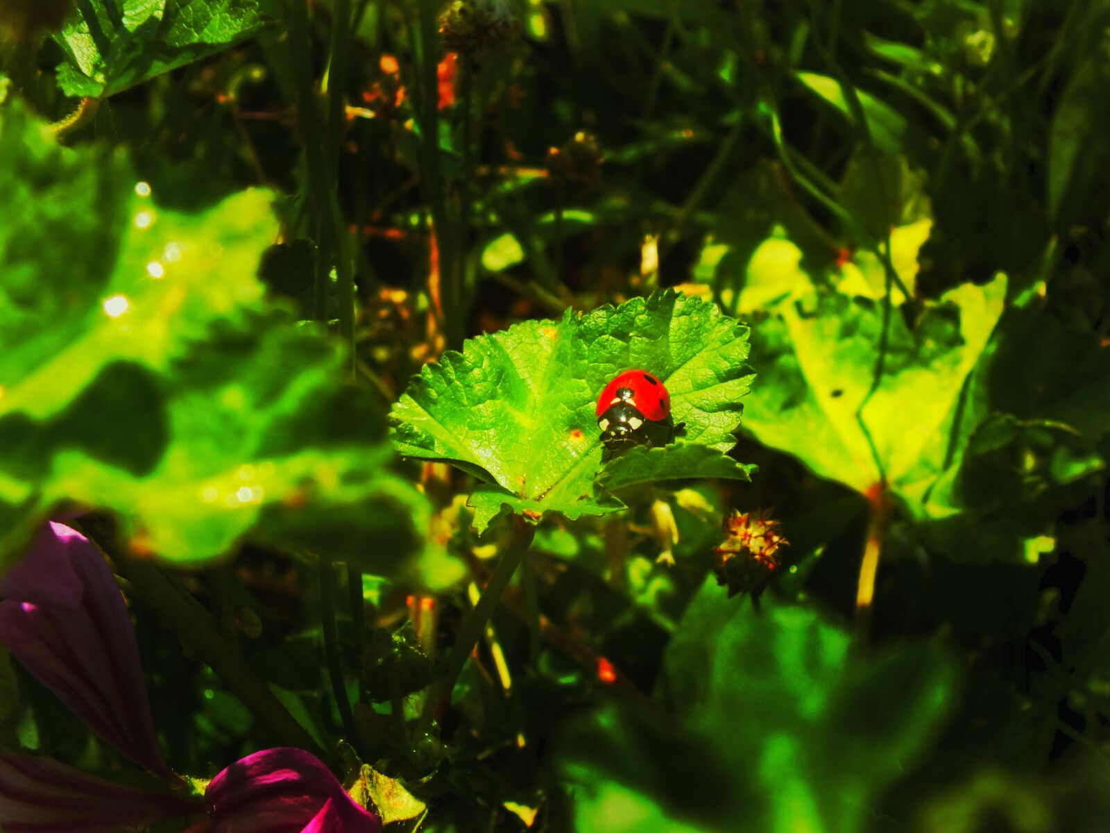 Fujifilm FinePix HS25EXR sample photo. Ladybug, yesil leaf, insect photography