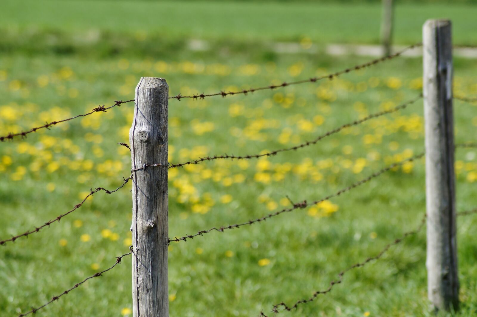 Sony SLT-A58 sample photo. Wicker fence, mount, barbed photography