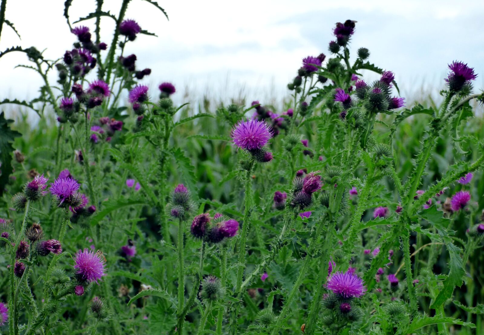 Panasonic DMC-FZ72 sample photo. Thistles, flowers, purple photography