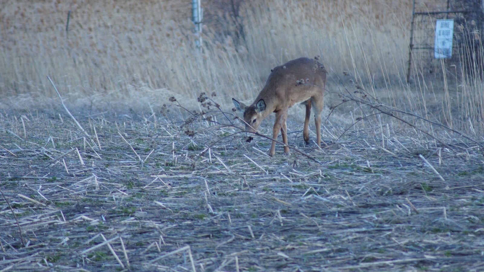 Sony SLT-A65 (SLT-A65V) sample photo. Deer, nature, food photography