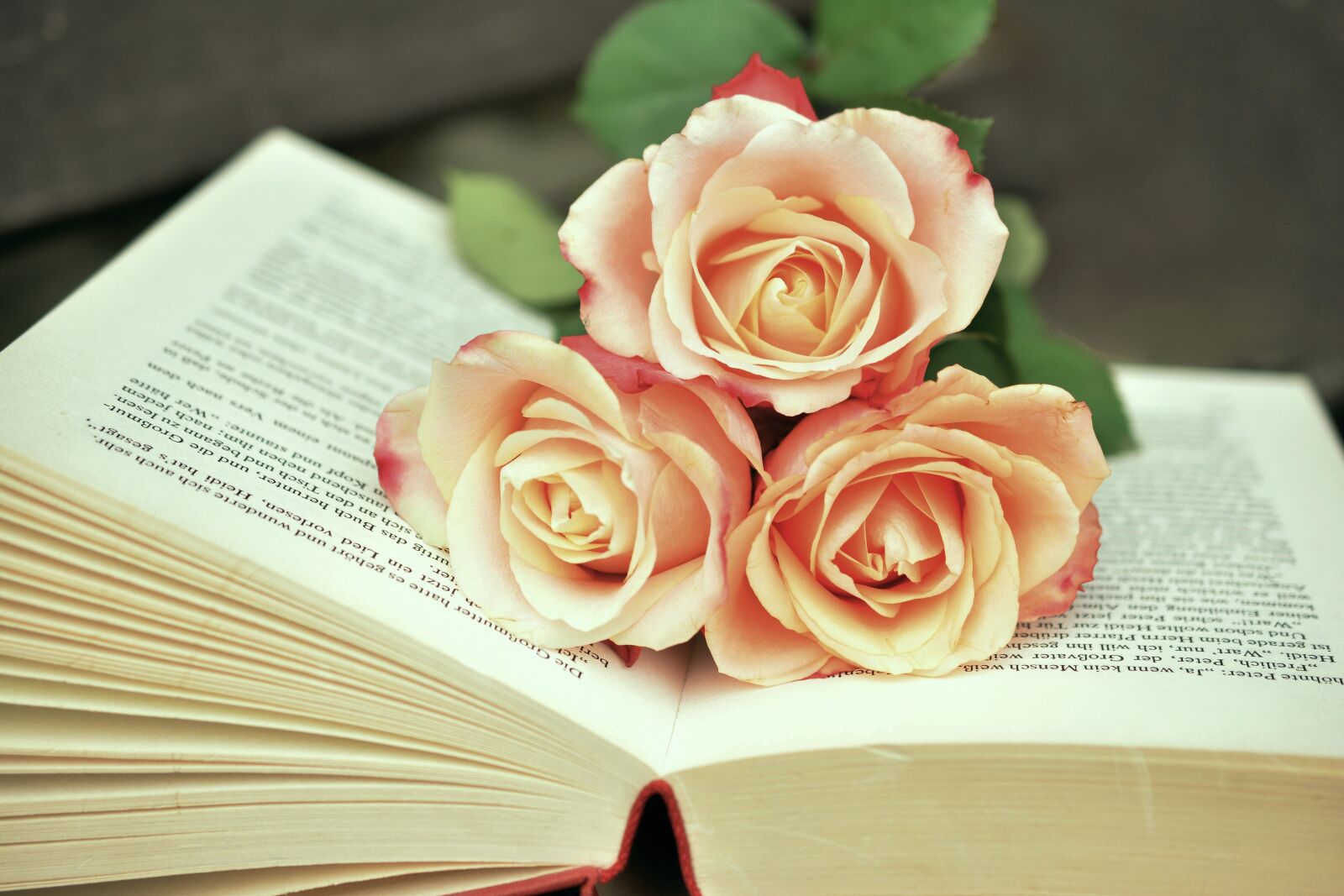 Nikon D5200 sample photo. Book, book pages, read photography