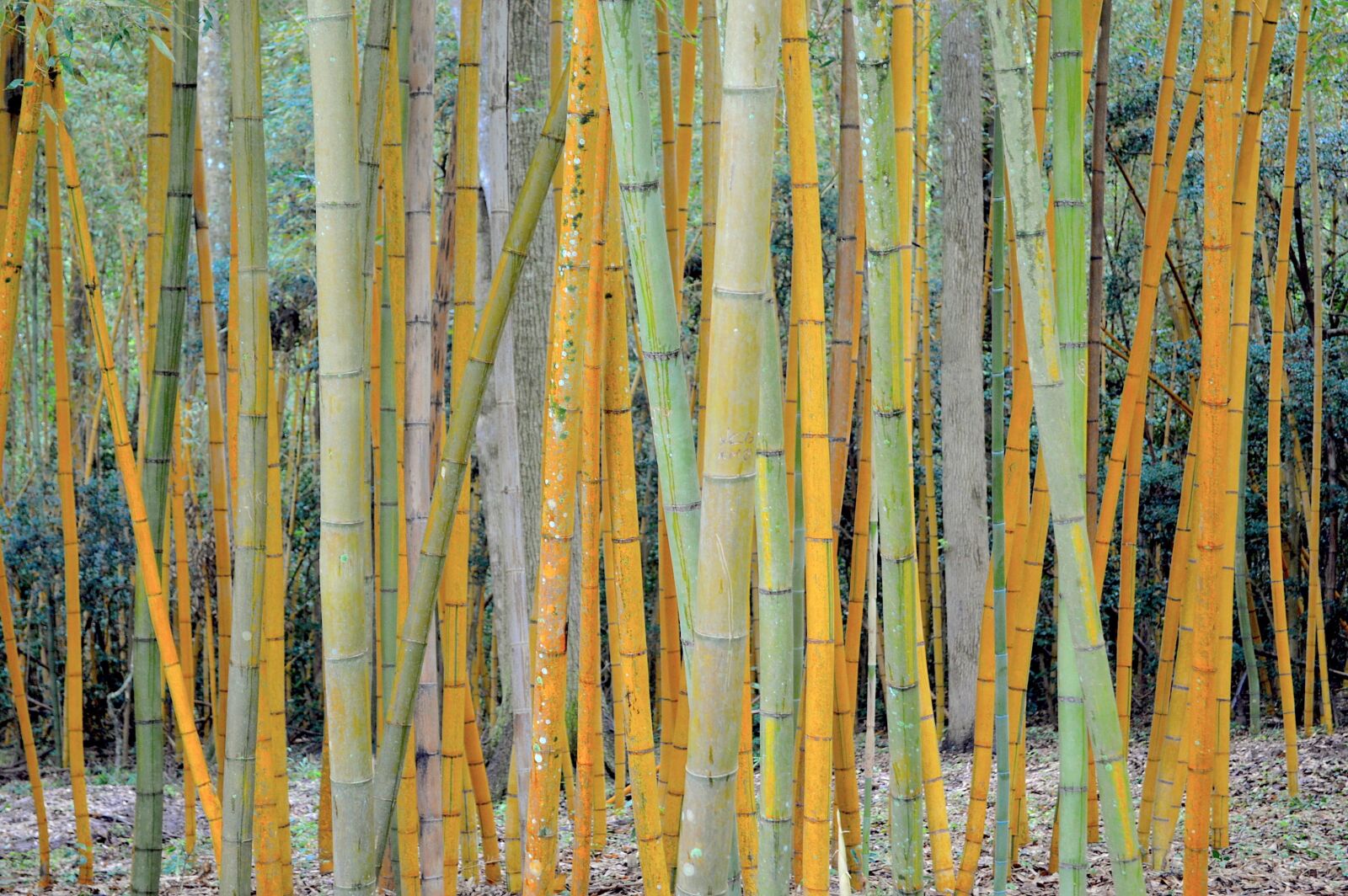 Nikon D3200 sample photo. Bamboo, tree, louisiana photography