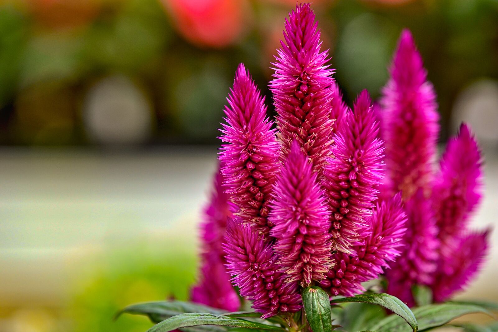 Nikon D3100 sample photo. Ornamental plant, garden, nature photography