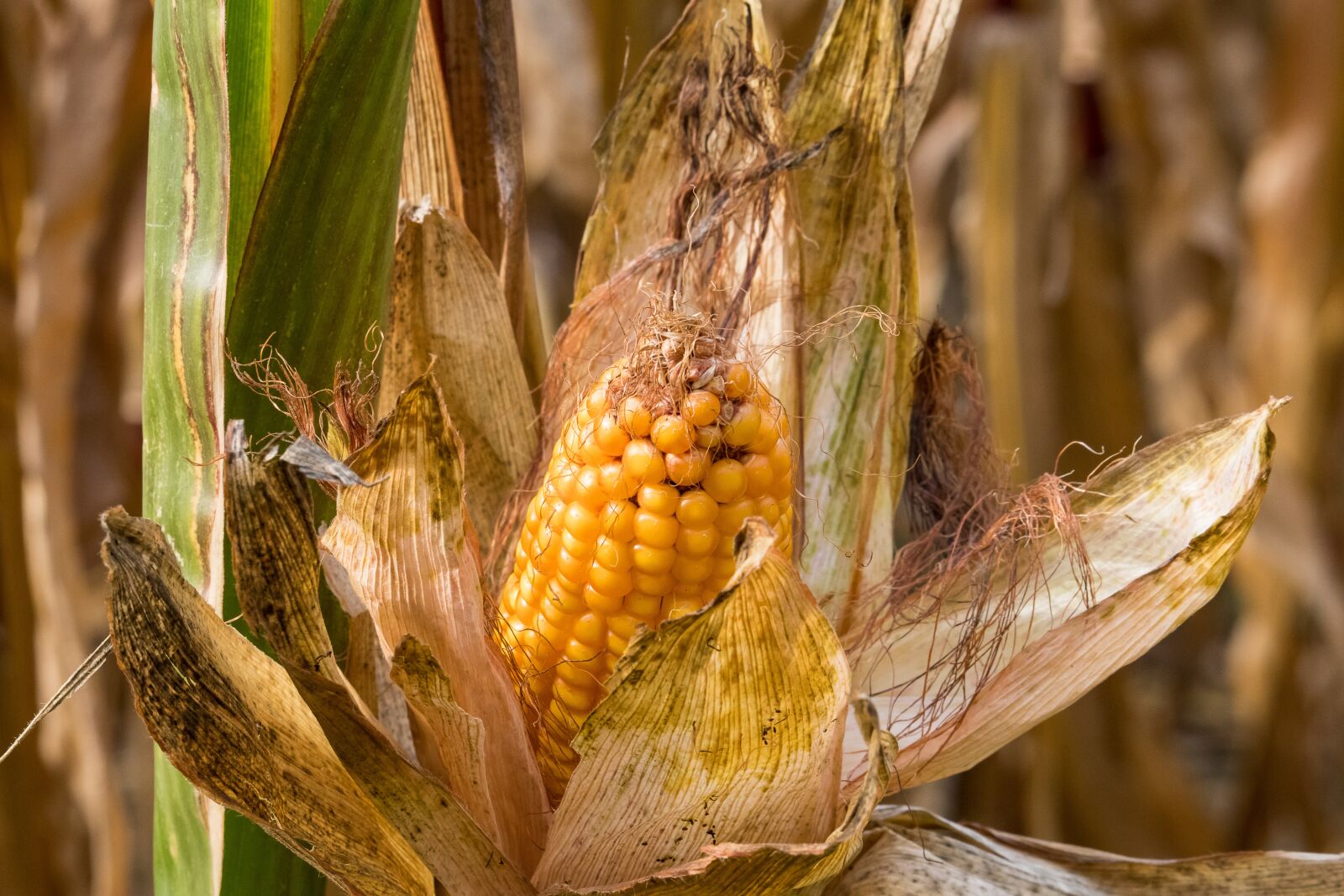 Canon EF-S 55-250mm F4-5.6 IS STM sample photo. Corn, corn on the photography
