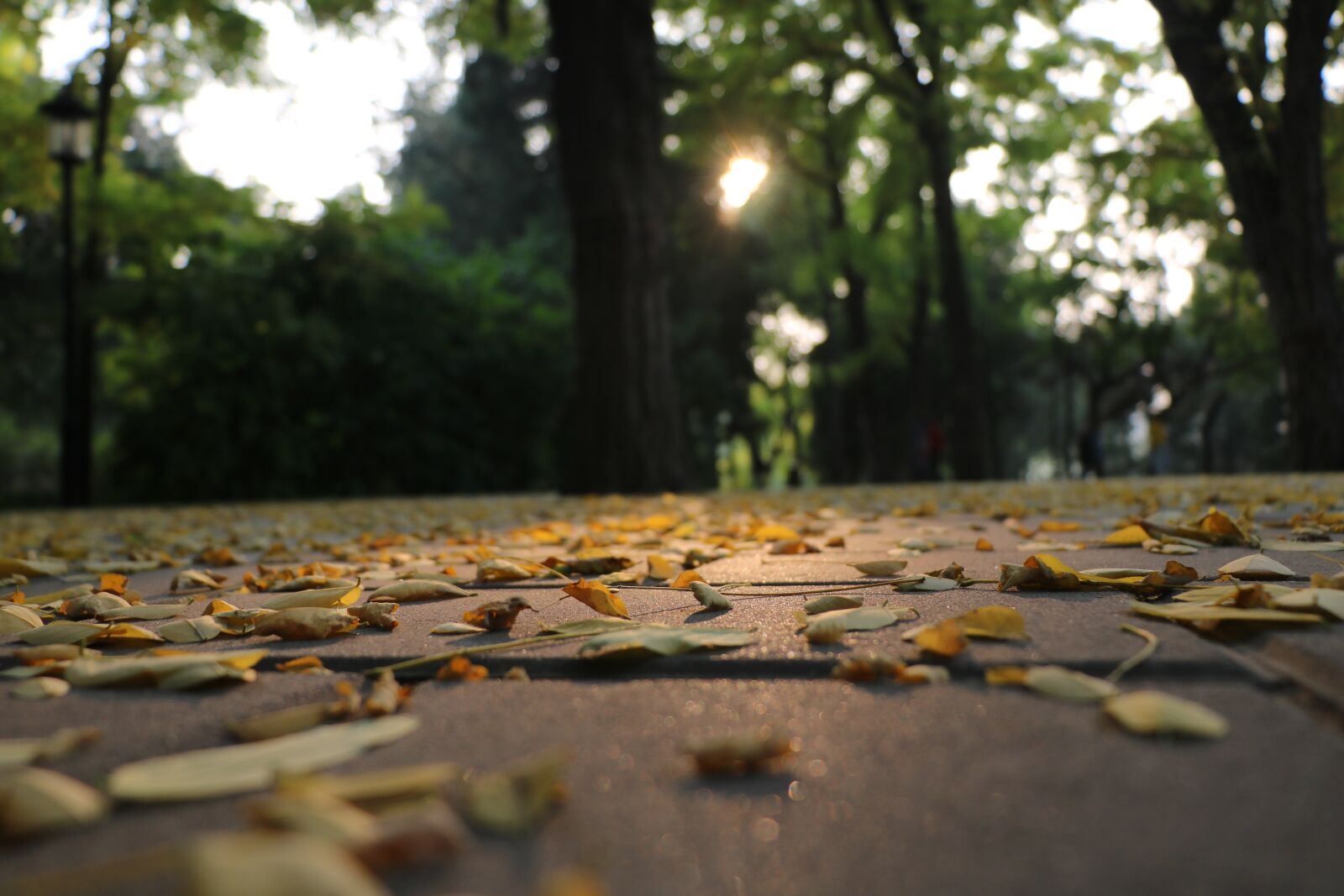 Canon EOS 760D (EOS Rebel T6s / EOS 8000D) sample photo. Autumn, defoliation, afterglow photography