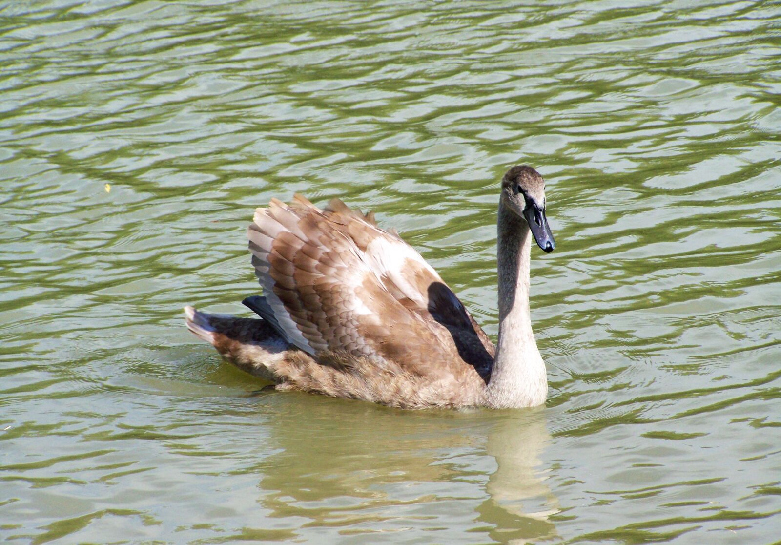 Kodak EASYSHARE ZD710 ZOOM DIGITAL CAMERA sample photo. Swan chicks, young aquatic photography