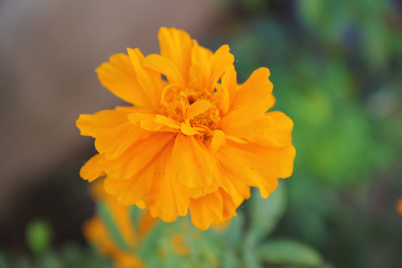 Canon EF-S 18-135mm F3.5-5.6 IS sample photo. Beautiful, flowers, bunch, of photography