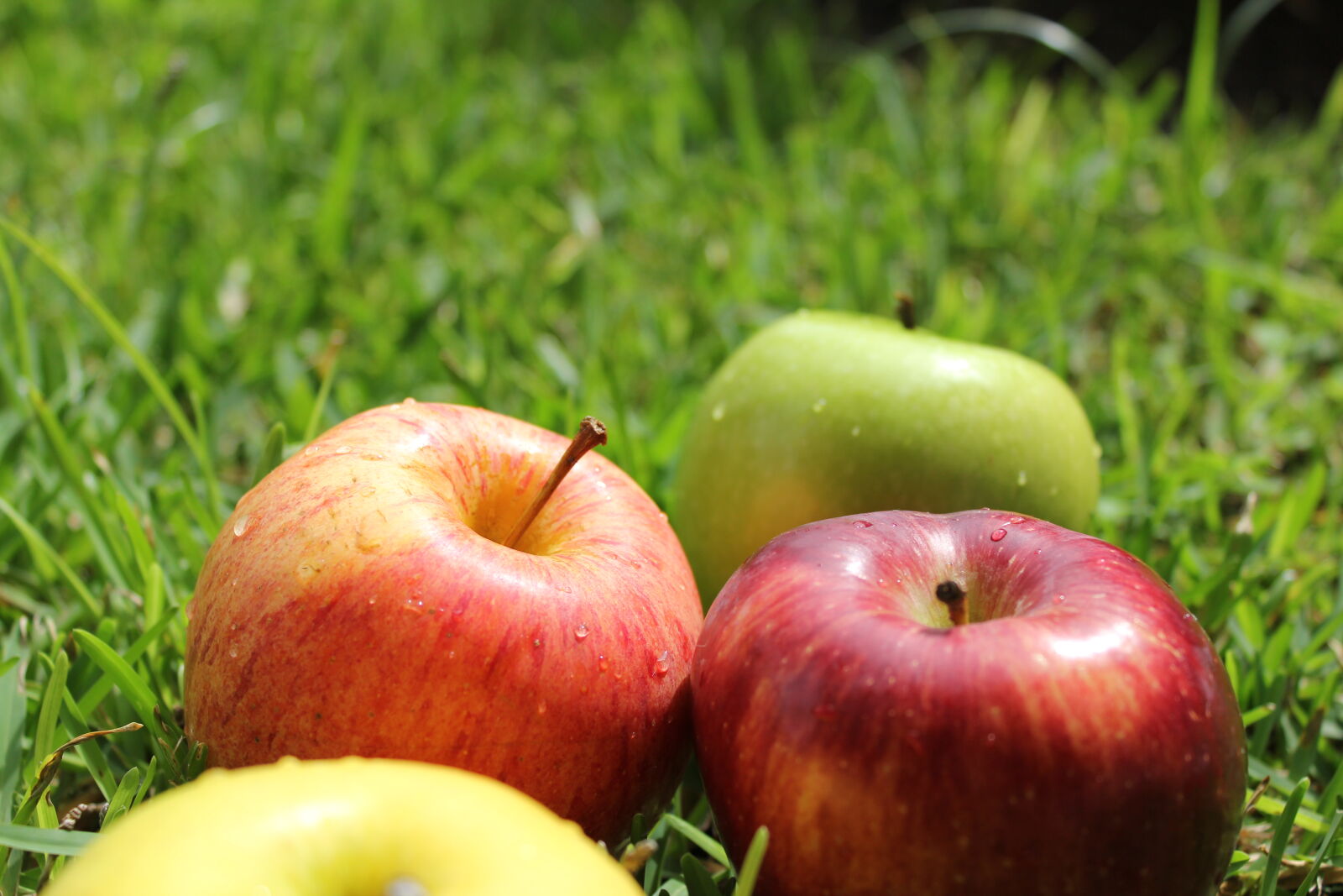 Canon EOS 60D + Canon EF-S 18-55mm F3.5-5.6 IS sample photo. Apples photography