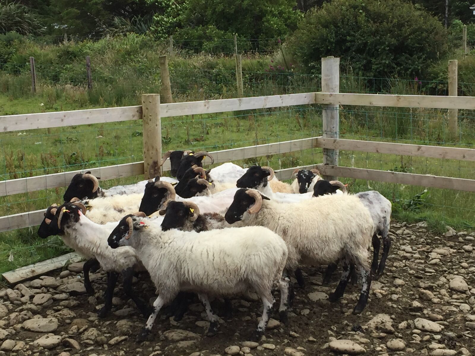 Apple iPhone 6 sample photo. Farm, ireland, sheep photography