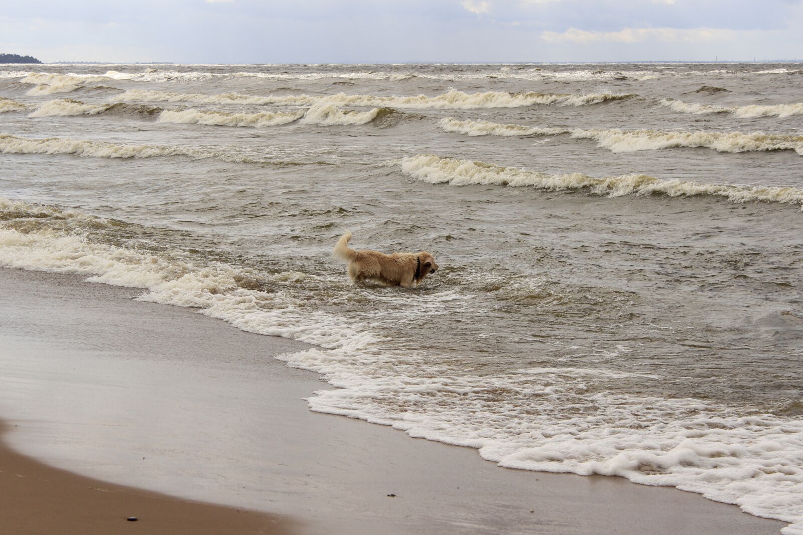 Canon EOS 600D (Rebel EOS T3i / EOS Kiss X5) sample photo. Dog, retriever, water photography