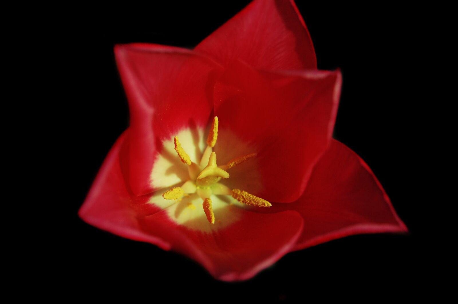 Nikon D40 sample photo. Flower, nature, red photography