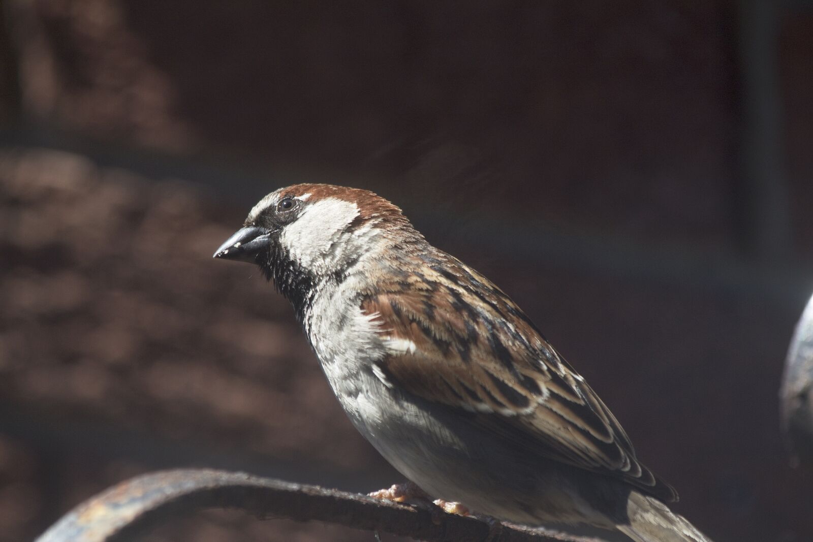 Canon EOS 1300D (EOS Rebel T6 / EOS Kiss X80) sample photo. Sparrow, tree sparrow, bird photography