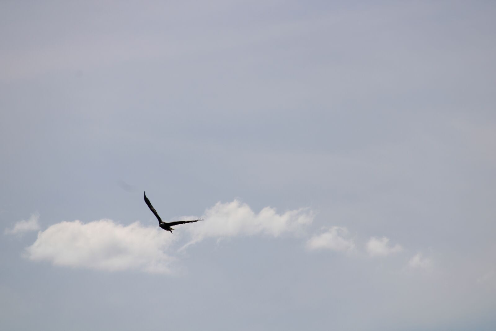 Canon EOS 2000D (EOS Rebel T7 / EOS Kiss X90 / EOS 1500D) sample photo. Eagle, sky, outdoors photography