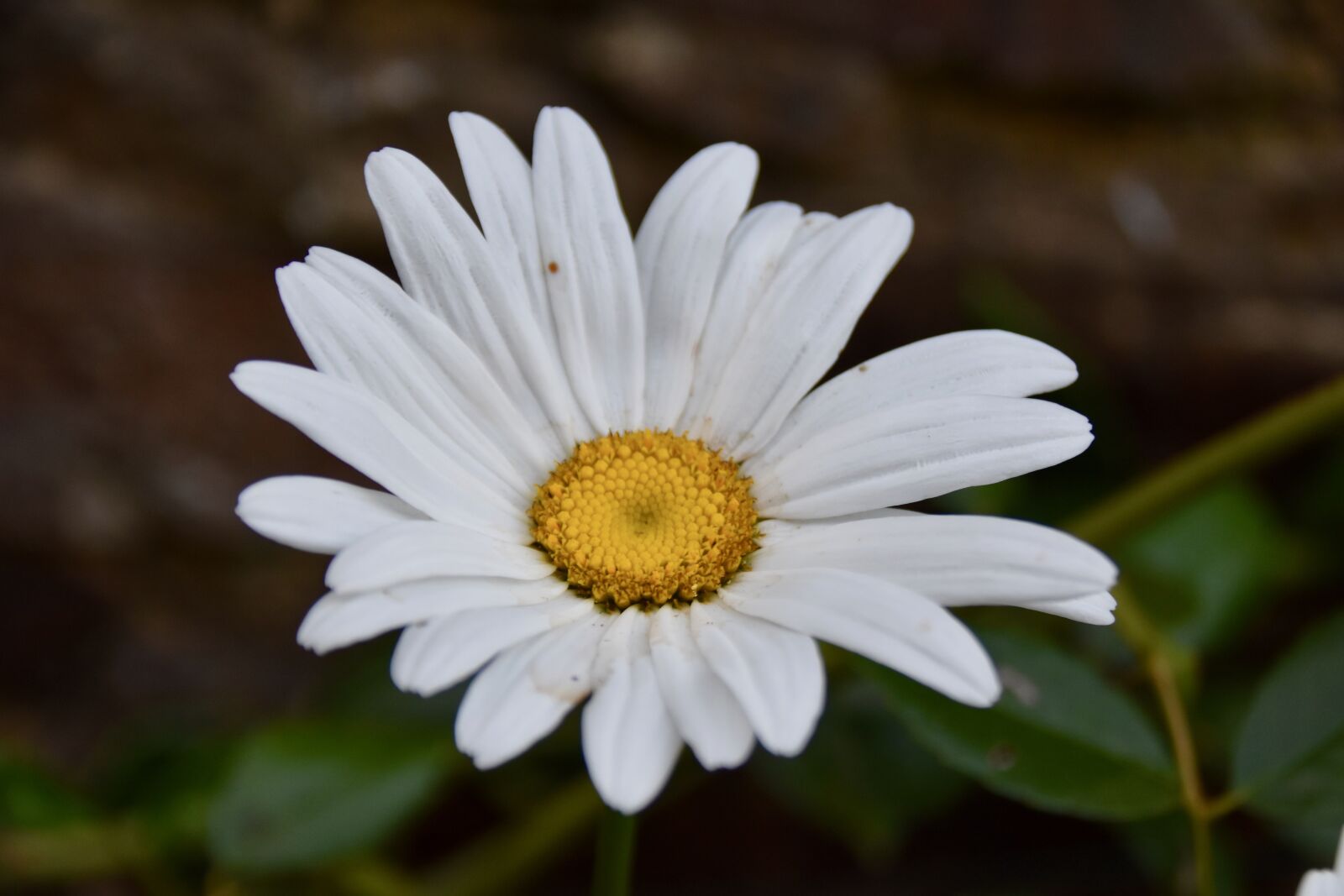 Nikon D5600 sample photo. Flowers, plant, marguerite photography