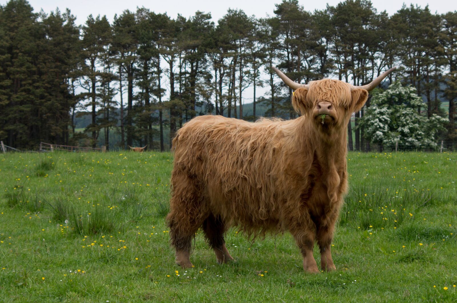 HD Pentax DA 55-300mm F4.0-5.8 ED WR sample photo. Scottish hochlandrind, highland beef photography