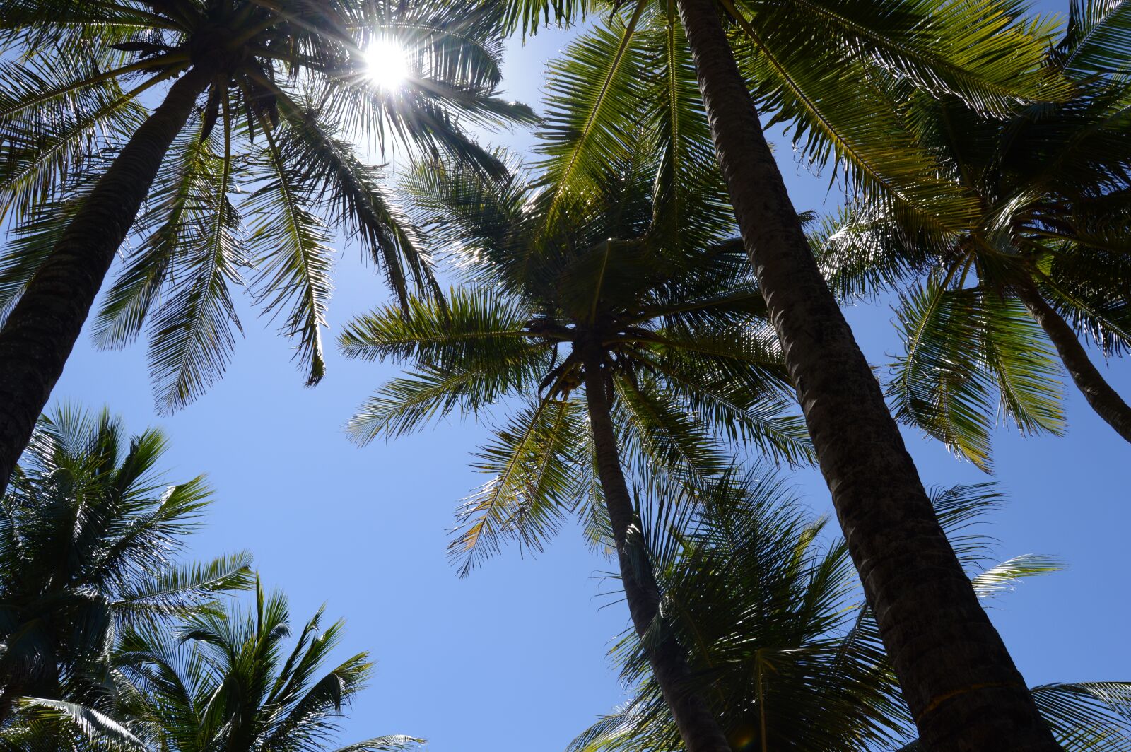 Nikon D3200 sample photo. Sky, coconut tree, light photography