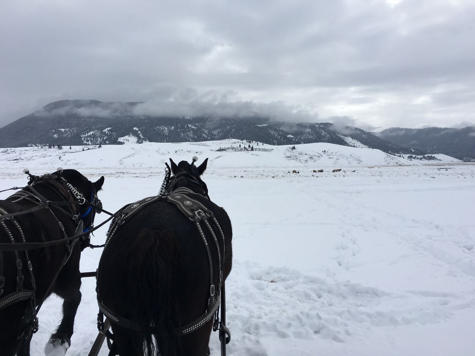 Apple iPhone 6s sample photo. Snow, horses, mountains photography
