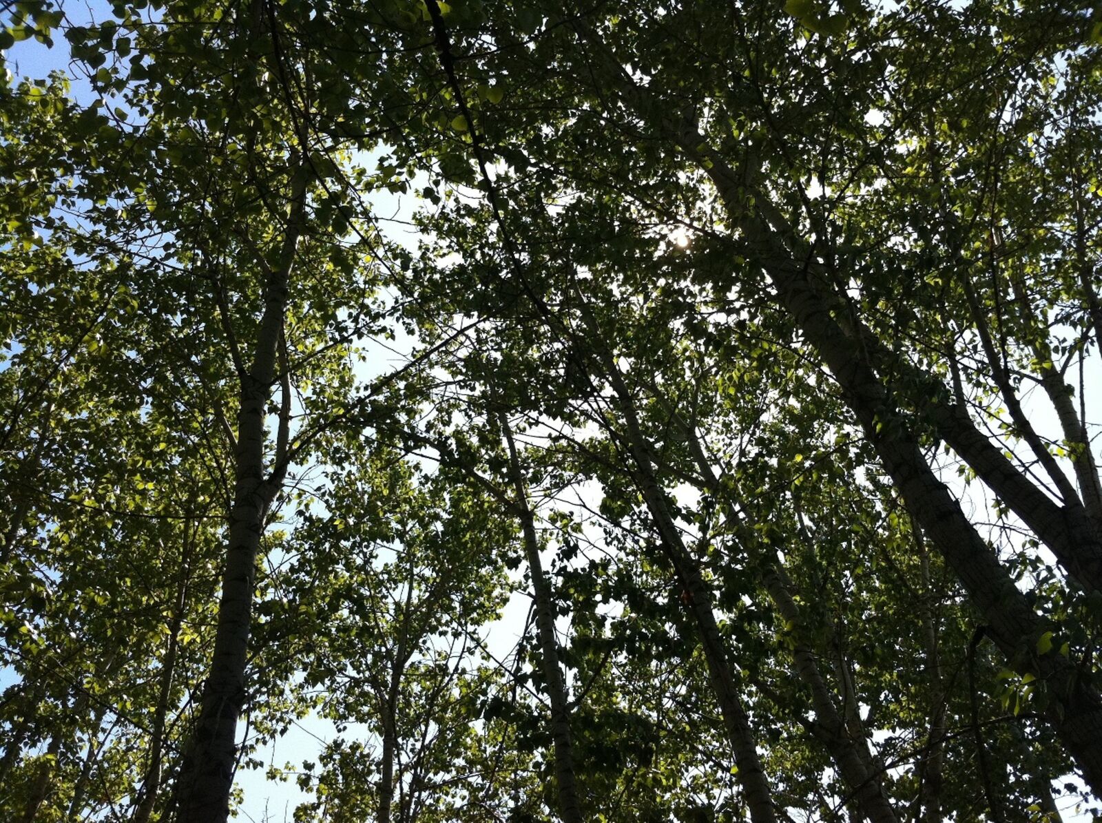 Apple iPhone 4 sample photo. Trees, tree, organic photography